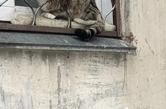 Пропала кошка, Молодой кот, ул. М. Ломоносова 62, Бийск