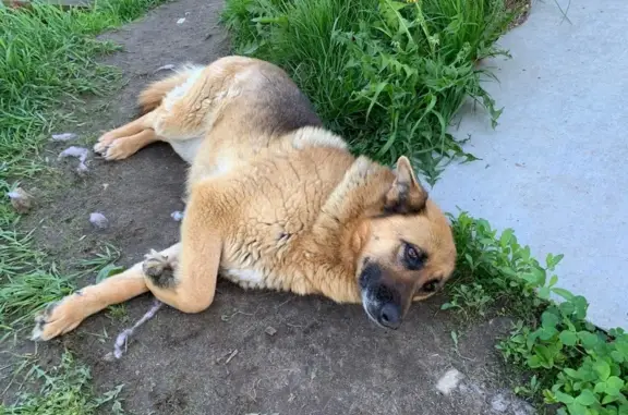 Пропала собака в Нижнем Хорошово, Коломенский район