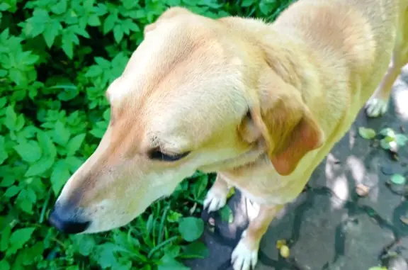 Собака без ошейника, Рыжая девочка, Московская область