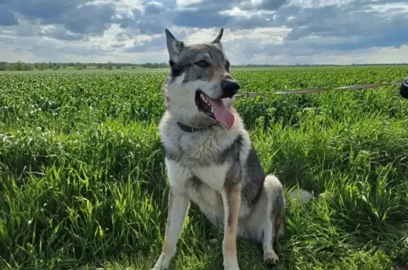 Пропала собака Чехословацкий волчак, Фряновское шоссе