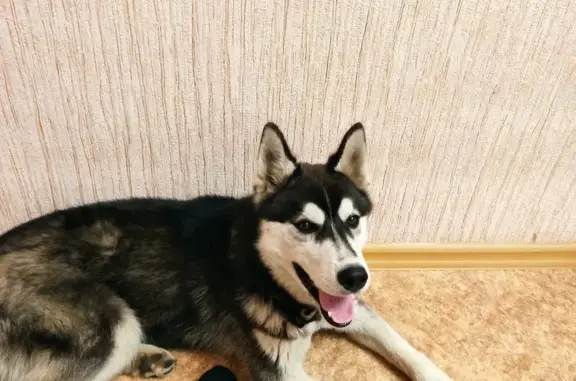 Найдена собака на ул. Вишневского, Казань