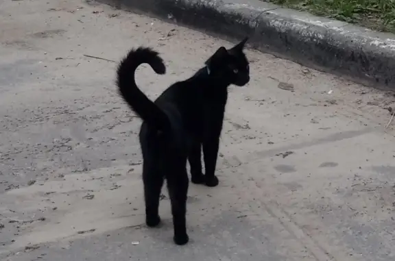 Пропал кот с зеленым ошейником в районе детской больницы, Йошкар-Ола