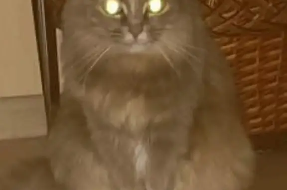 Кошки потеряшки, Киров, фото: Потеряшка пугливая кошка на ул. Розы Люксембург, 35, Киров