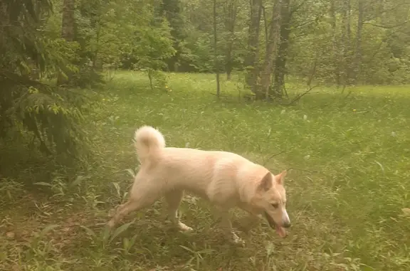 Пропала собака в Ярославской области, Москва