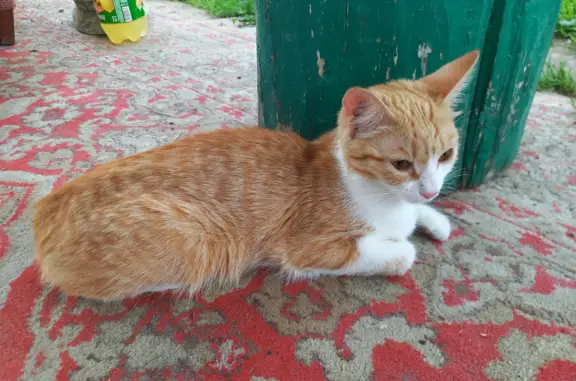 Найдена домашняя кошка в Колпашево