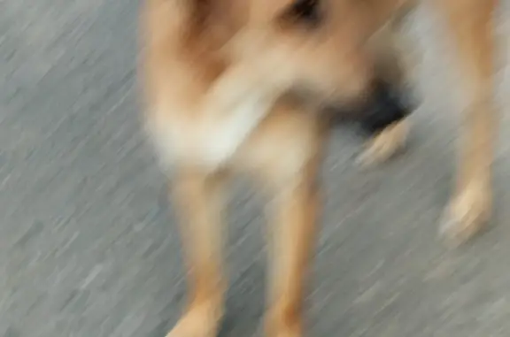 Пропала рыжая собака в Кострово, Московская область