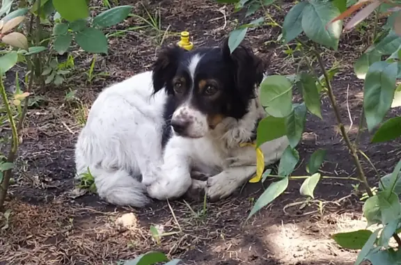 Собака найдена возле бизнес центра Вавилон Северный, Ростов-на-Дону