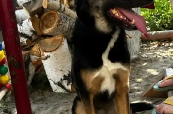 Пропала собака Джина, ул. Новороссийская 43, Челябинск