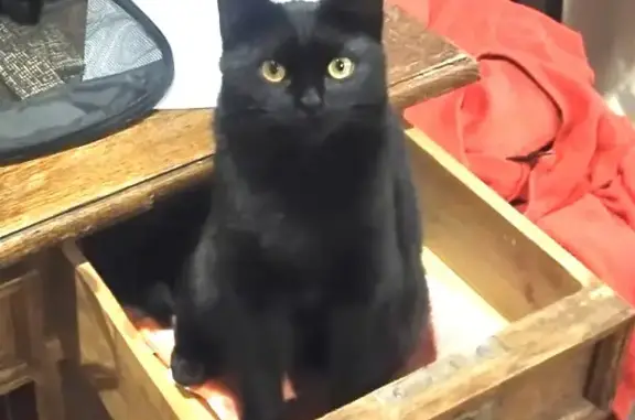 Пропала черная кошка с ошейником в Полянском поселении
