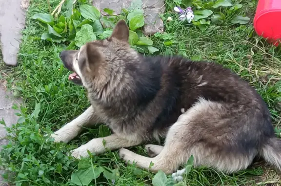 Найдена собака на Барнаульской ул., 88, Горно-Алтайск