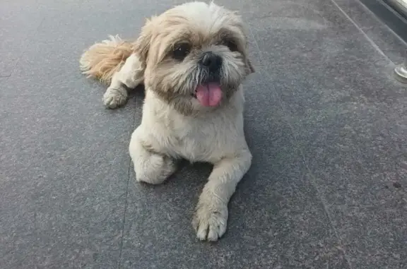 Найдена собака ул. 1-й Конной Армии, Симферополь