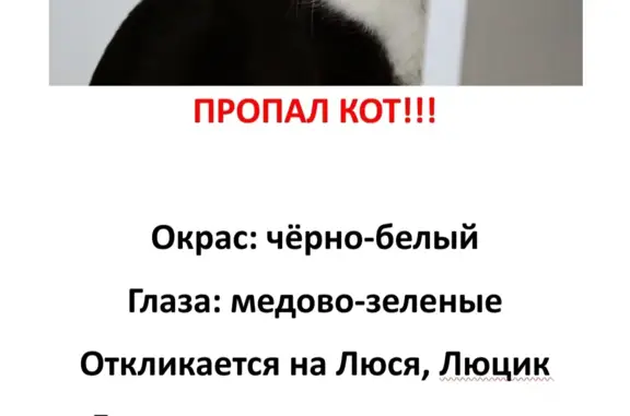 Пропала кошка Кот, Старая Басманная ул., 9 к1, Москва