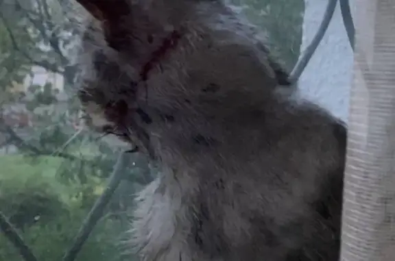 Кошки потеряшки, Москва, фото: Потеряшка кошка на Бригадирском переулке, 13, Москва