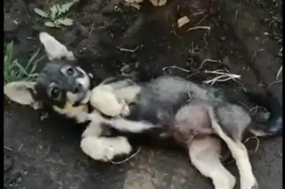 Пропала собака в Сызрани, Самарская область