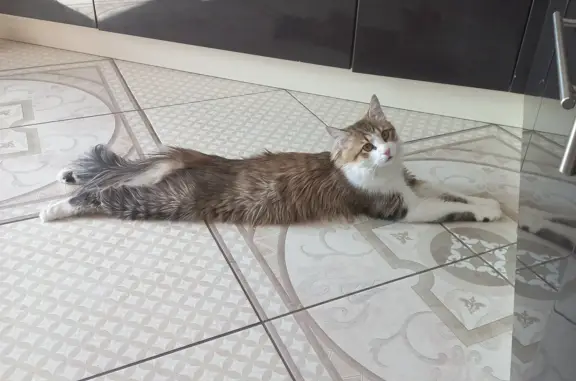 Кошки потеряшки, Красноярск, фото: Потеряшка кошка на ул. Воронова, 31