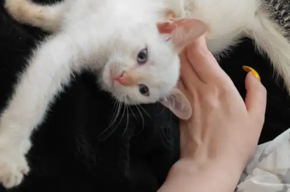 Найдена белая кошка, ул. Суворова, 168, Пенза