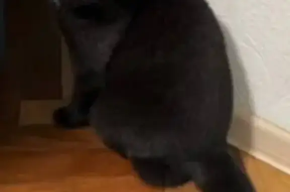 Кошки потеряшки, Санкт-Петербург, фото: Потеряшка кошка на Гражданском проспекте, 94 к2, СПб