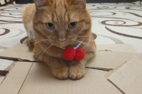 Пропала кошка Рыжий кот в г. Нижняя Тура
