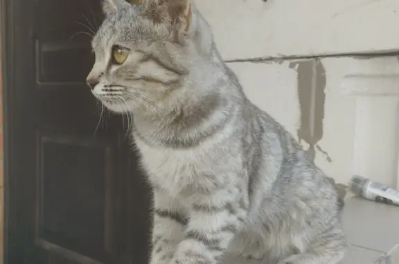 Кошка Котёнок найдена на ул. 1 Мая, 11, Бузулук