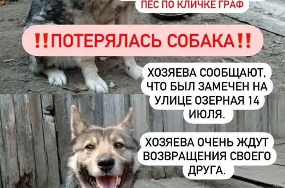 Пропала собака Граф в Шайдурихе, Свердловская обл.