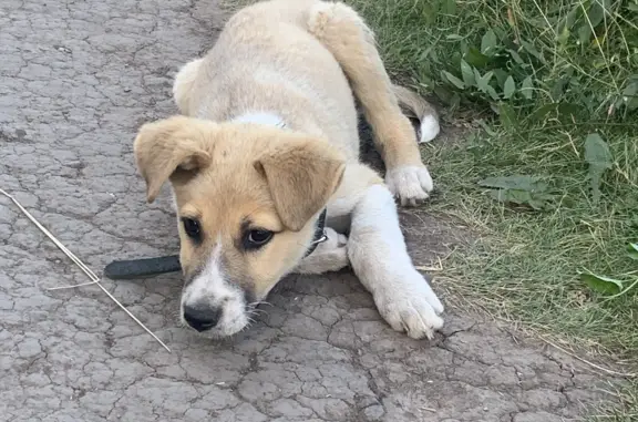 Собака Щенок найдена на Взлётной улице, 55, Красноярск