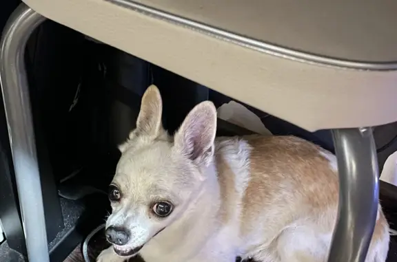 Собаки потеряшки, Воскресенск, фото: Потеряшка собака Кличка чакки в снт Потаповское, Воскресенский район, Московская область