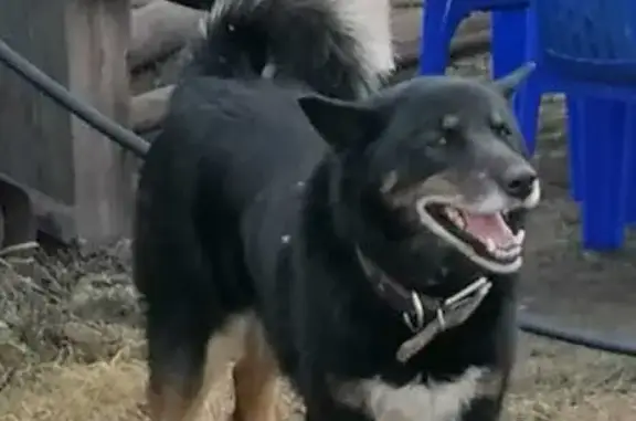 Пропала собака Семен в Ангарске, Иркутская область