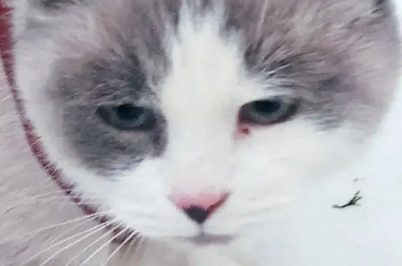 Кошки потеряшки, Санкт-Петербург, фото: Потеряшка кошка на ул. Пограничника Гарькавого, СПб