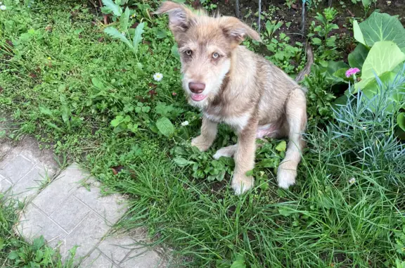 Найден щенок с розовым носом в Заречье, Калужская обл.
