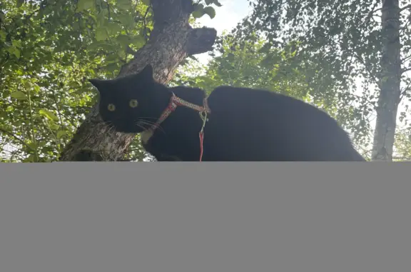 Пропала кошка Мотя, Московская область