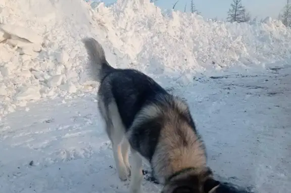 Пропала собака породы 