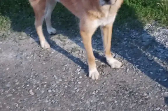 Найдена собака Майма в Республике Алтай