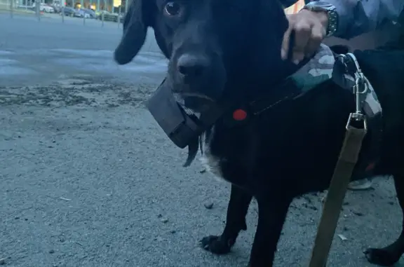 Найдена собака на ул. Братьев Кашириных, 106, Челябинск