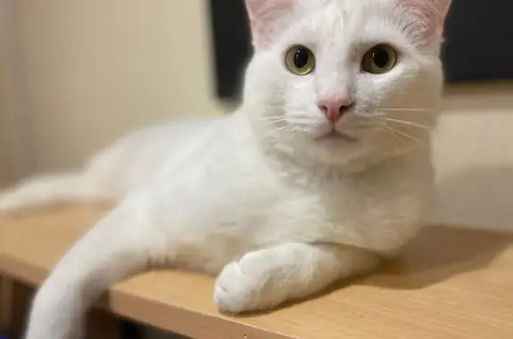 Пропал белый кот на ул. Палантая, 28, Звенигово