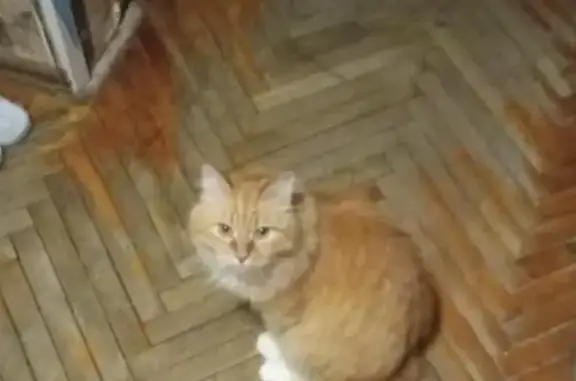 Пропал рыжий кот на ул. Дачная, Ступино
