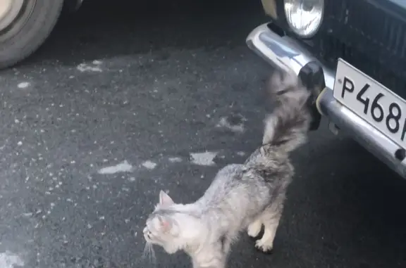 Найдена Сибирская кошка на ул. Анри Барбюса, Екатеринбург