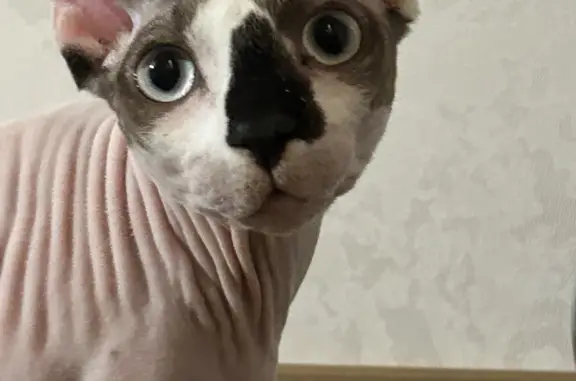 Найденные животные Ростов-на-Дону, фото: Найдена кошка на Большой Садовой, Ростов