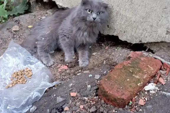 Найдена вислоухая серая кошка на ул. Байкузова, 140