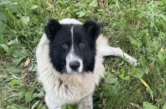 Пропала собака в Самаре, Куйбышевский р-н! 🙏