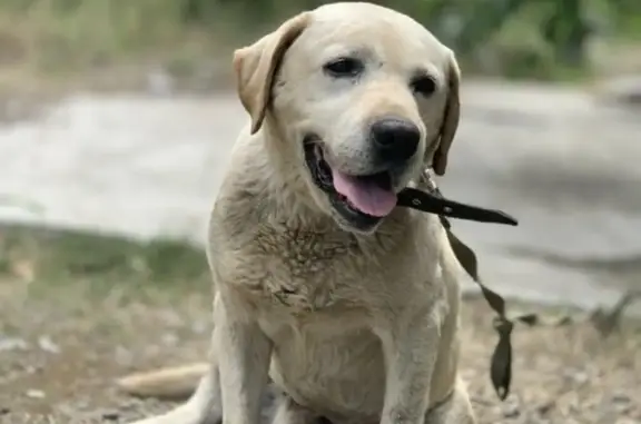 Собака Лабрадор найдена: Интернациональная ул., 125, Черкесск