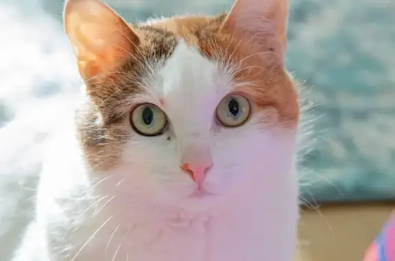 Кошки потеряшки, Санкт-Петербург, фото: Потеряшка кошка Соня, ул. Восстания, 40, СПб