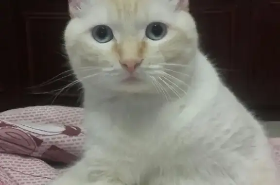 Пропал кот в Озерске, белого окраса с рыжими полосками
