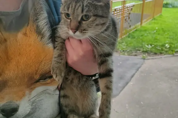 Найдена кошка на Медынской ул., 1 к1, Москва