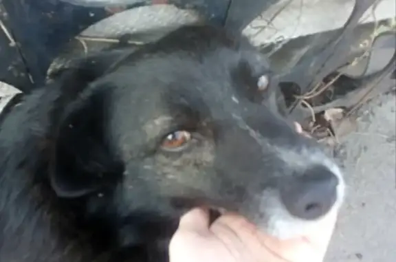 Пропала собака в Новочеркасске, Чкалова/Высоковольтная