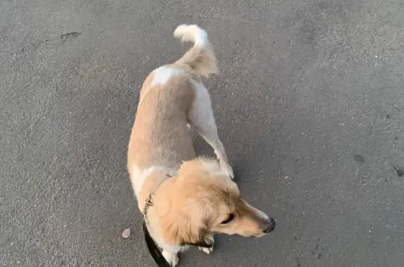 Собака найдена: ул. Плеханова, 3 к1, Москва