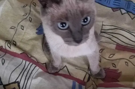 Пропала кошка Синтия - ул. Крылова, 7, Гатчина
