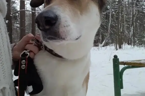 Пропала рыже-белая собака в Пермском крае