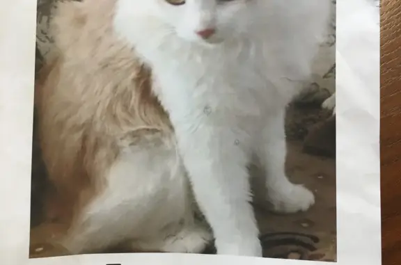 Пропала кошка в пос. Абу даби, Казань