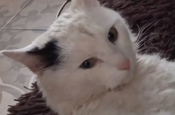 Пропала кошка: белый котик с пятнами, Октябрьская улица, Орёл