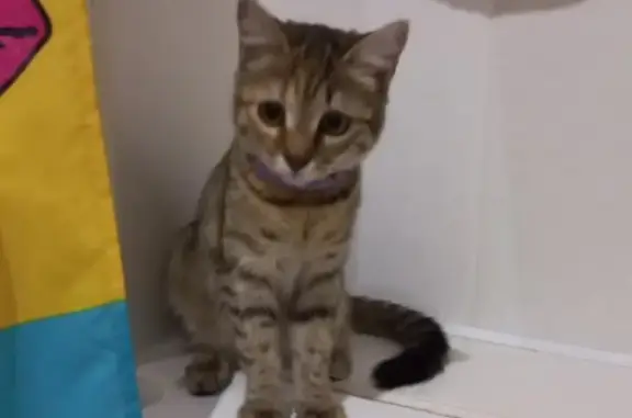 Кошки потеряшки, Новосибирск, фото: Потеряшка кошка Боня, ул. Адриена Лежена, 9, Новосибирск